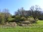 sova lesná (obyčajná) (24.4.2023)