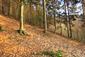 sova lesná (obyčajná) (19.4.2023)