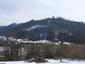 sova lesná (obyčajná) (19.4.2023)