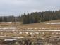 sova dlhochvostá (19.4.2023)