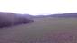 sova lesná (obyčajná) (13.4.2023)