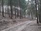 sova lesná (obyčajná) (15.3.2023)