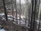 sova lesná (obyčajná) (12.4.2023)
