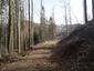 sova lesná (obyčajná) (6.5.2023)