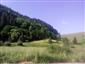 jašterica bystrá (12.7.2014)