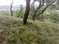 jašterica bystrá (21.6.2014)