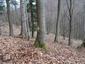 sova lesná (obyčajná) (30.3.2023)