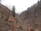sova lesná (obyčajná) (15.4.2023)