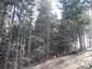 sova dlhochvostá (4.3.2023)