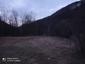 sova lesná (obyčajná) (4.3.2023)