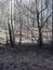 sova lesná (obyčajná) (16.3.2023)