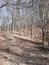 sova lesná (obyčajná) (31.3.2023)