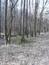 sova lesná (obyčajná) (31.3.2023)