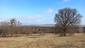 sova lesná (obyčajná) (4.4.2023)