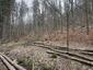 sova lesná (obyčajná) (31.3.2023)