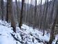 sova lesná (obyčajná) (4.3.2023)
