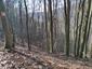 sova lesná (obyčajná) (8.4.2023)