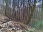sova lesná (obyčajná) (29.4.2023)