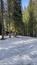 sova lesná (obyčajná) (13.4.2023)