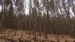 sova lesná (obyčajná) (24.3.2023)
