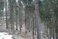 sova lesná (obyčajná) (5.3.2023)