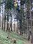 sova lesná (obyčajná) (23.3.2023)