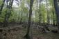 sova lesná (obyčajná) (21.3.2023)