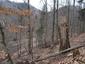 sova lesná (obyčajná) (3.5.2023)