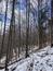 sova lesná (obyčajná) (25.3.2023)