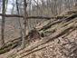 sova lesná (obyčajná) (27.4.2023)