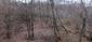 sova lesná (obyčajná) (16.4.2023)