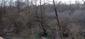 sova lesná (obyčajná) (16.4.2023)