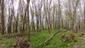 Sýkorka veľká ( bielolíca) (29.4.2023)