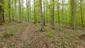 Kukučka obyčajná (jarabá) (19.5.2023)