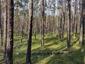sova lesná (obyčajná) (21.4.2023)