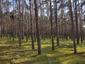 sova lesná (obyčajná) (21.4.2023)