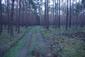 sova lesná (obyčajná) (31.3.2023)