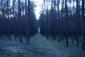 sova lesná (obyčajná) (31.3.2023)