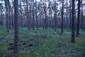 sova lesná (obyčajná) (20.4.2023)