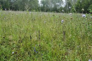 Porast so Succisa pratensis a Gentiana pneumonanthe