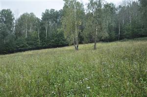 Celkový pohľad, solitéry briez, bohatý porast Succisa pratensis