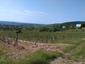 Vrana popolavá (22.5.2023)
