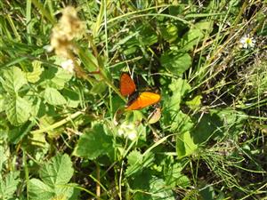 Lycaena dispar