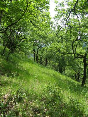 TMP1 - typický biotop - dubové a dubovo-hrabové lesy na južne orientovaných svahoch