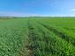 Vrana popolavá (7.5.2023)