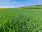 Vrana popolavá (7.5.2023)