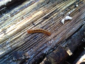 Cucujus cinnaberinus larva