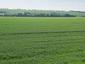 Kukučka obyčajná (jarabá) (23.5.2023)