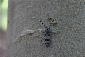 imago