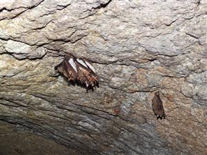 Skupina zimujúcich Myotis Blythii